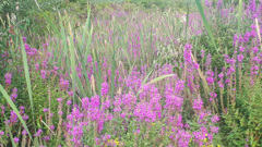 62587674256180902G+00259