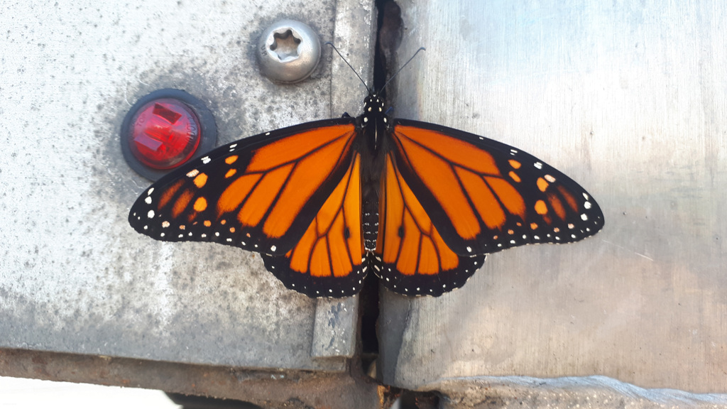 62587674256180904G+00262