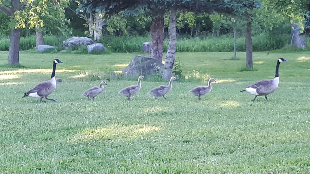 62587674256180613G+00242