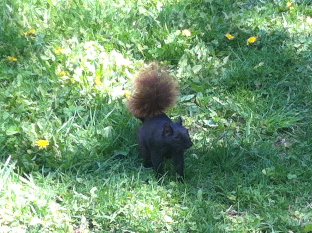 62587674256170904G+00184