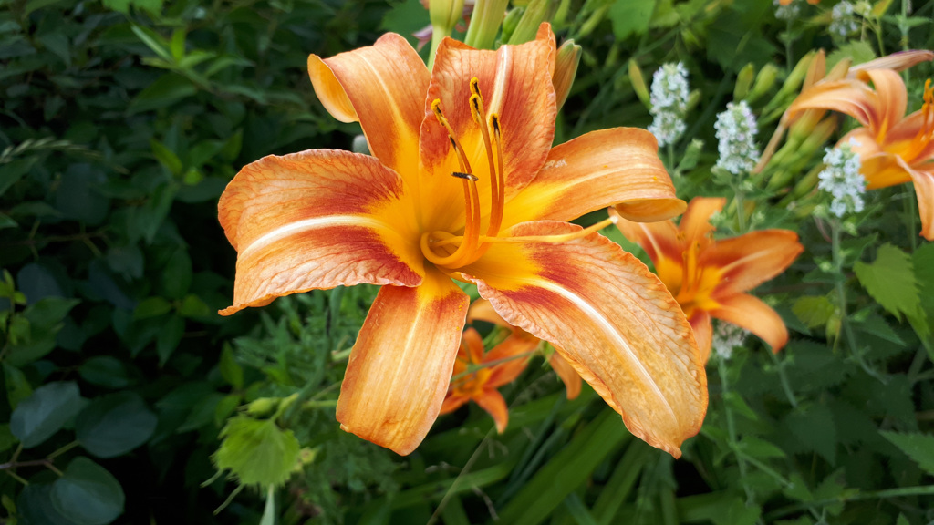 62587674256180702G+00250