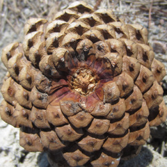 62587674256170107G+00011