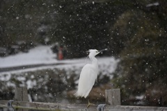 コサギ