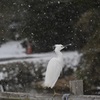 コサギ