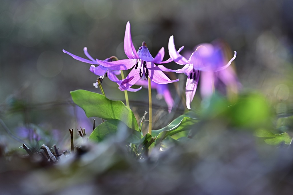カタクリの花