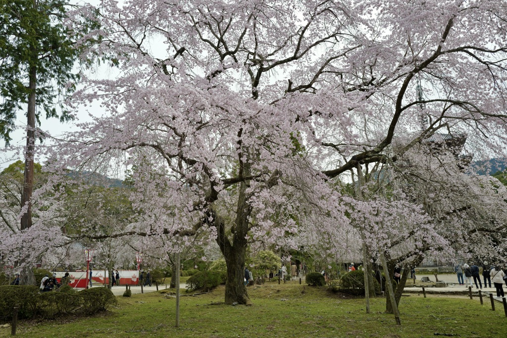 醍醐寺