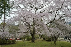 醍醐寺