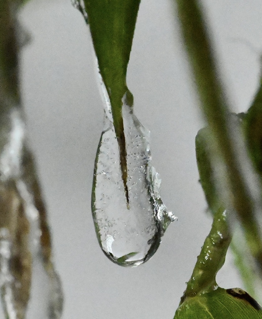 寒さの中で育つ