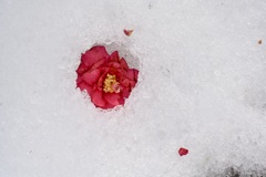 雪の中のサザンカ