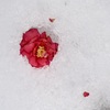 雪の中のサザンカ