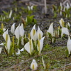 ミズバショウ