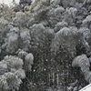 よく降る