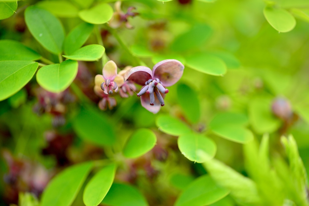 アケビの花