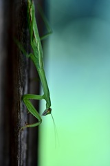 カマキリ