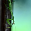 カマキリ