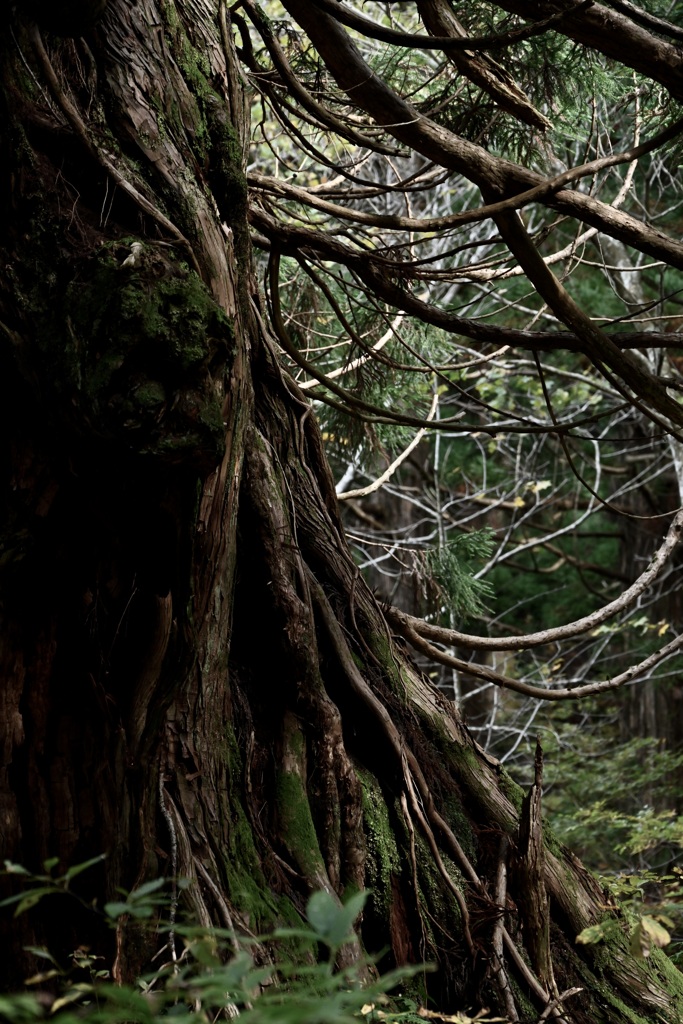 佐渡新潟大学演習林