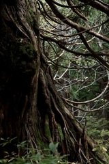 佐渡新潟大学演習林