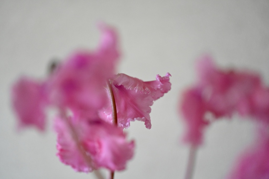 踊りませんか？