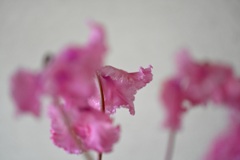 踊りませんか？