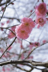 紅梅