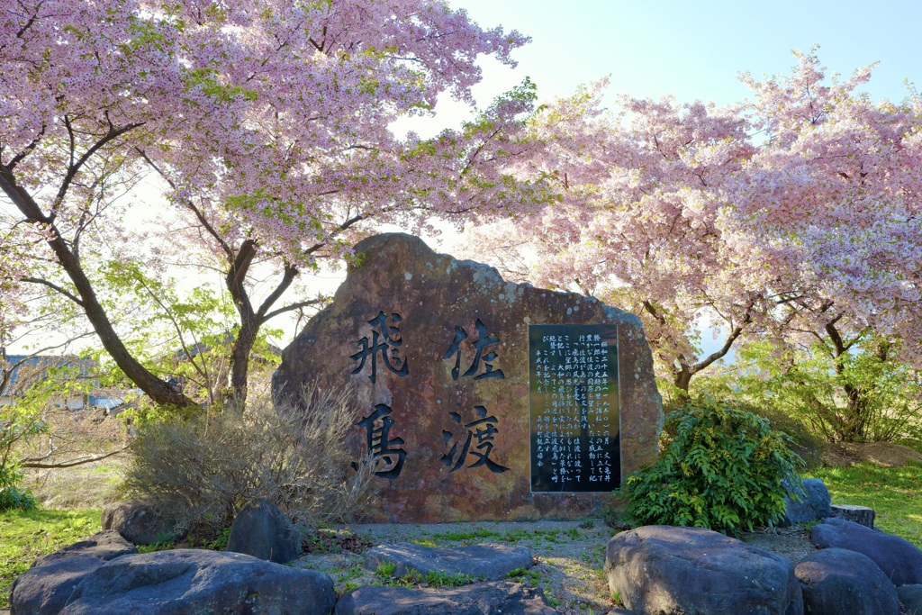 桜