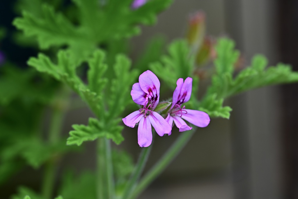 ゼラニウム