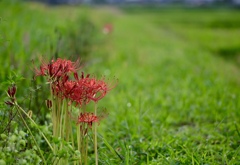 彼岸花