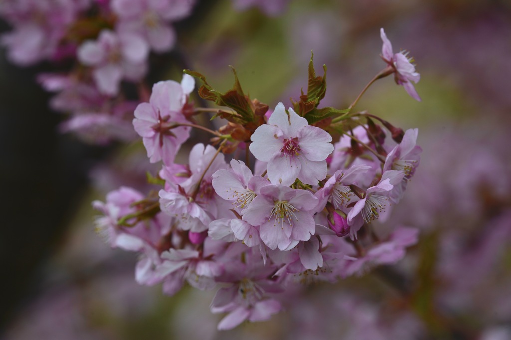 桜