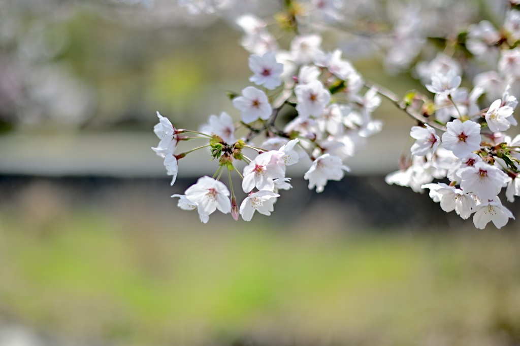 真野公園