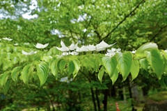 ヤマボウシ