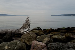 海