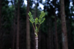 山菜のキング