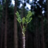 山菜のキング