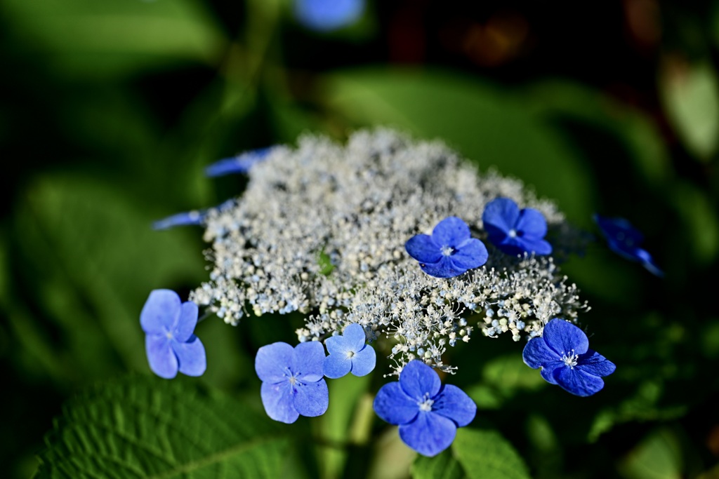 紫陽花