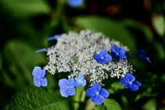 紫陽花