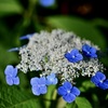 紫陽花