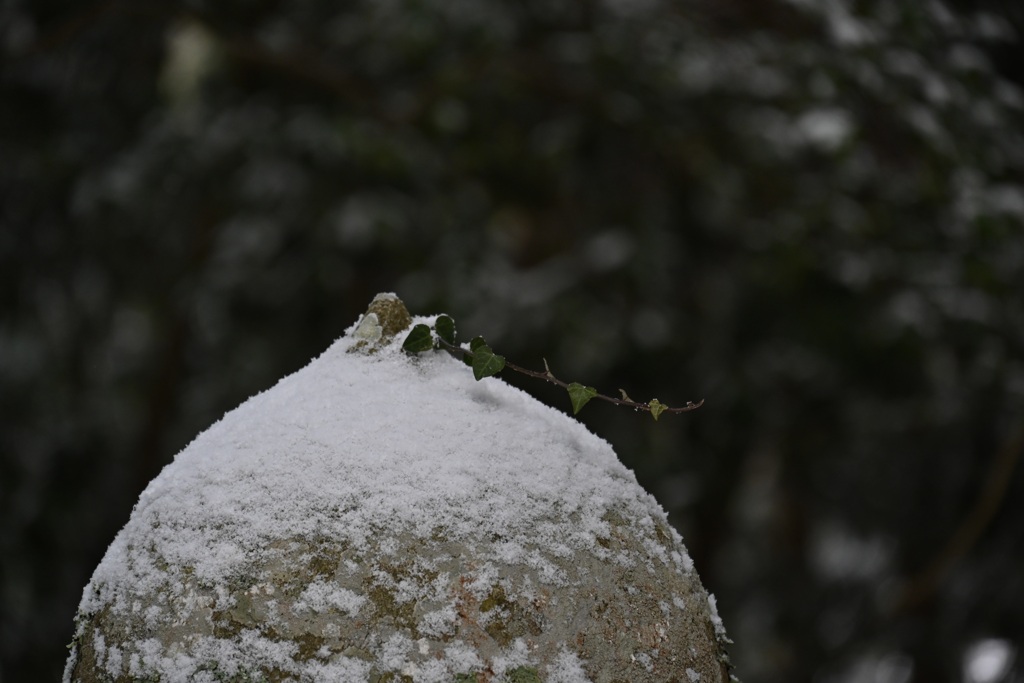 雪