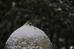 雪