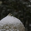 雪