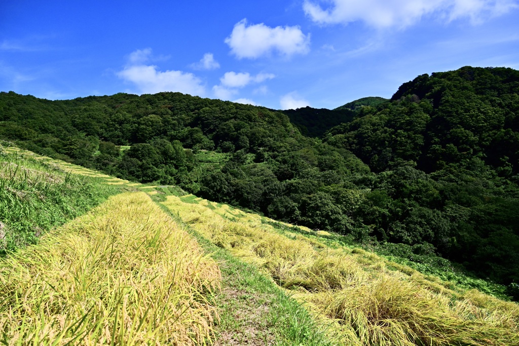 小倉千枚田