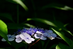 紫陽花