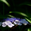 紫陽花