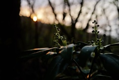 山での夕景