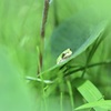 こんにちは