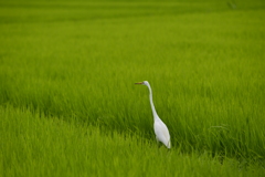 田んぼで