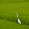 田んぼで