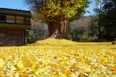 大野新穂の大銀杏
