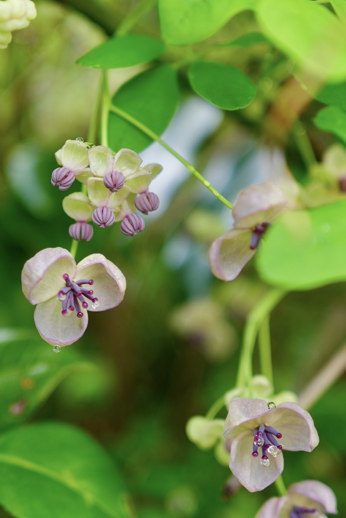 アケビの花