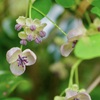 アケビの花