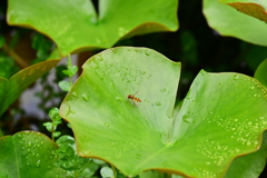 虫
